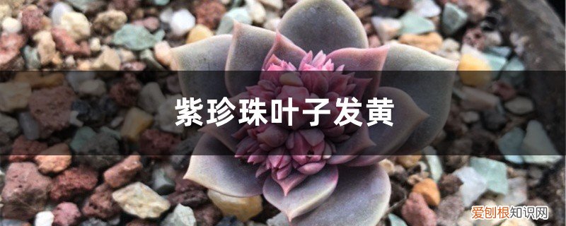 紫珍珠叶片变白 紫珍珠黄叶的原因和处理办法