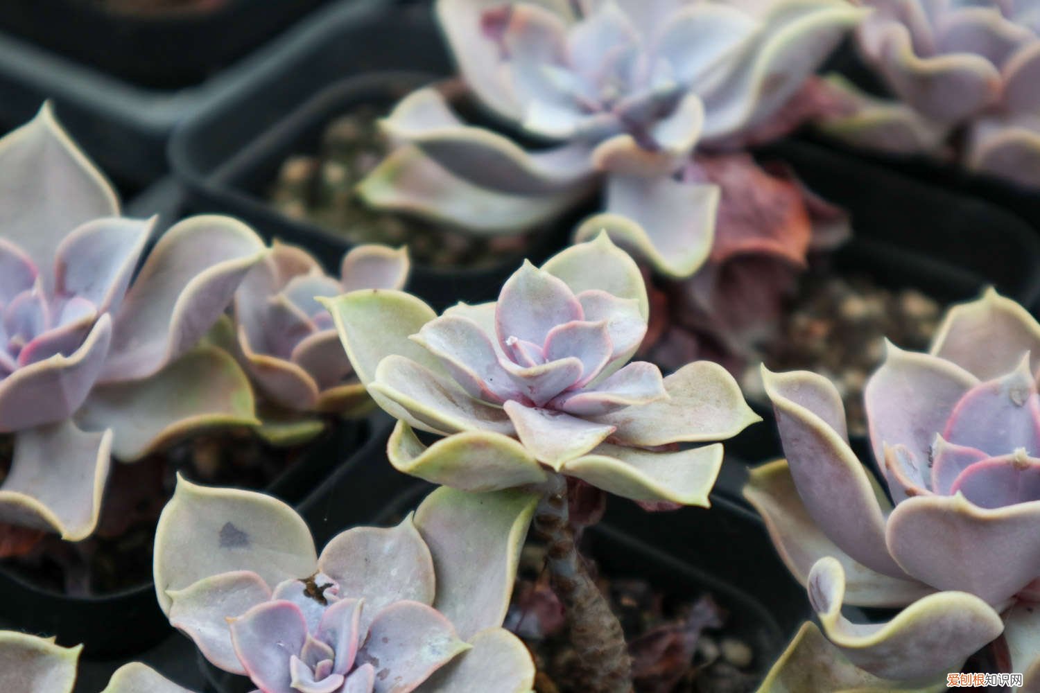 紫珍珠叶片变白 紫珍珠黄叶的原因和处理办法