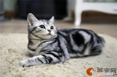 美短怎么养 多少钱一只