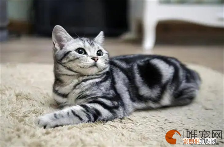 美短怎么养 多少钱一只