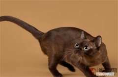 孟买猫怎么养 寿命一般多长