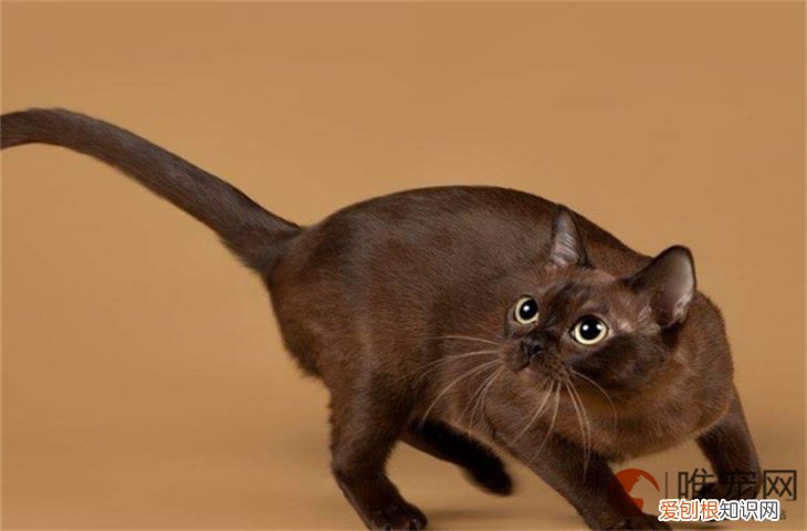 孟买猫怎么养 寿命一般多长