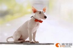 牛头梗怎么养 一般能长多大