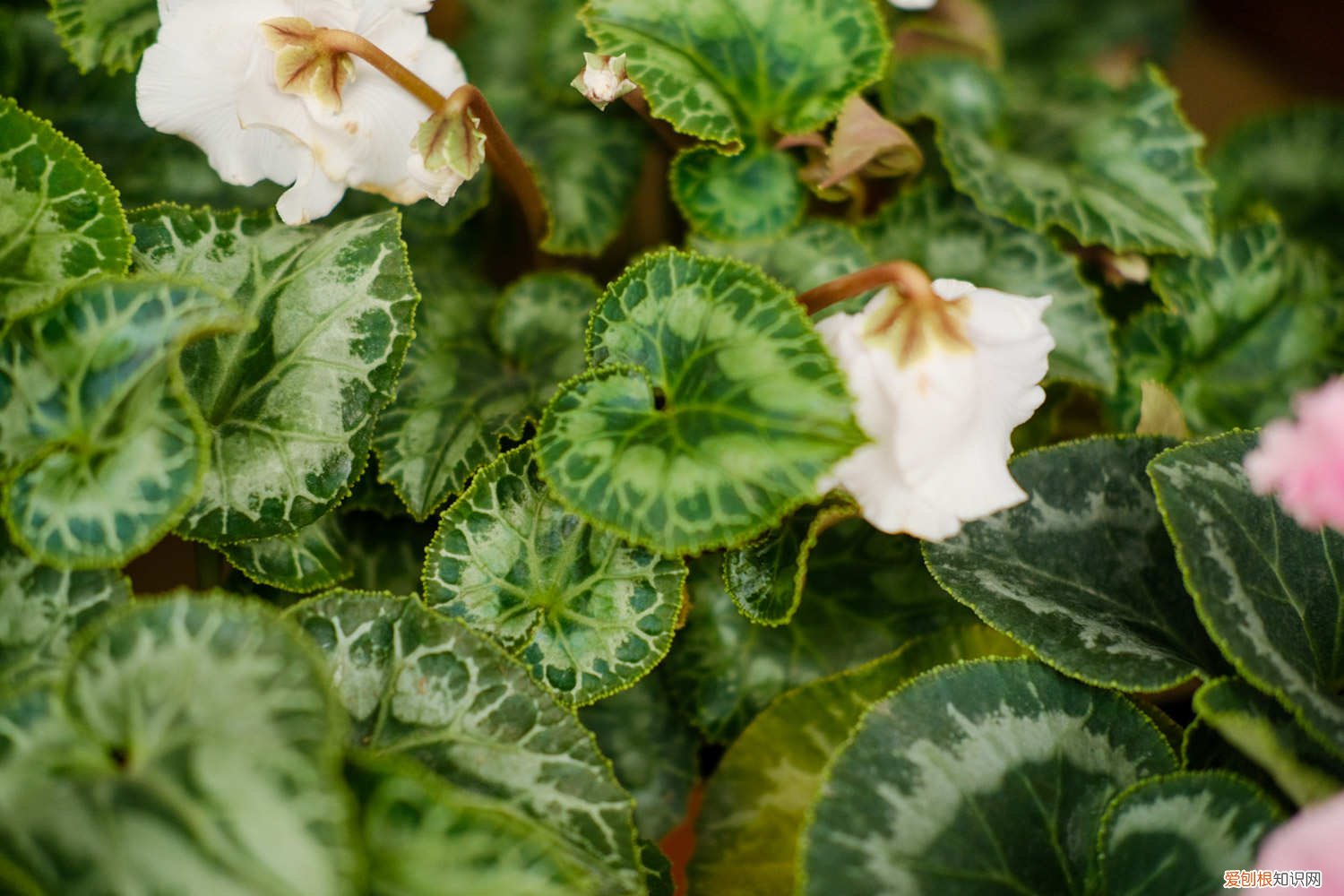 仙客来冬天怎么养护 仙客来可以在外面过冬吗，过冬怎么养护