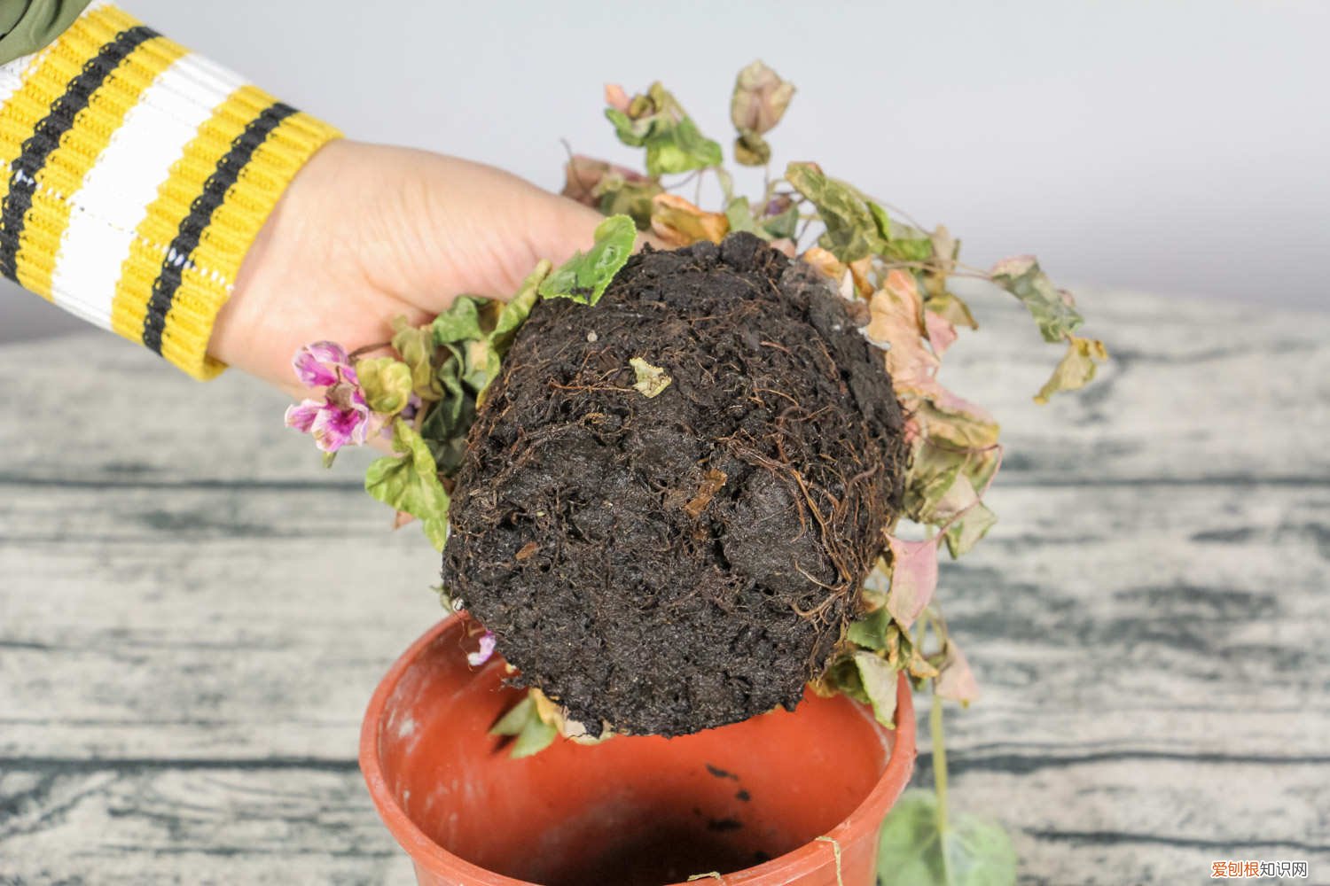 仙客来冬天怎么养护 仙客来可以在外面过冬吗，过冬怎么养护