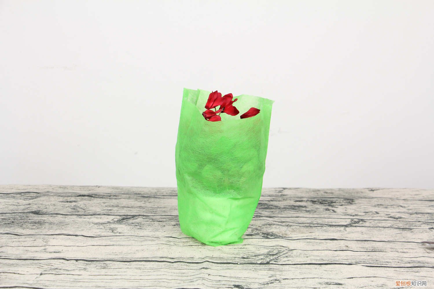 仙客来冬天怎么养护 仙客来可以在外面过冬吗，过冬怎么养护