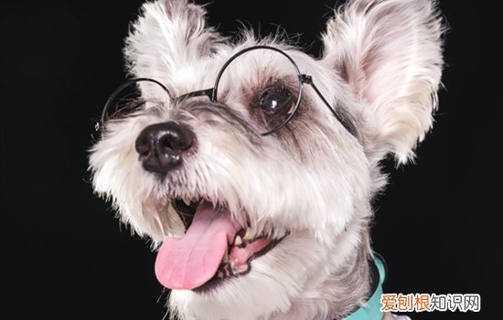 雪纳瑞绝育后还会乱叫吗 雪纳瑞绝育后还会不会乱叫