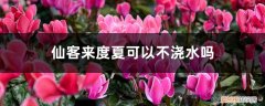 仙客来夏天几天浇一次水 仙客来度夏可以不浇水吗，怎么安全度夏