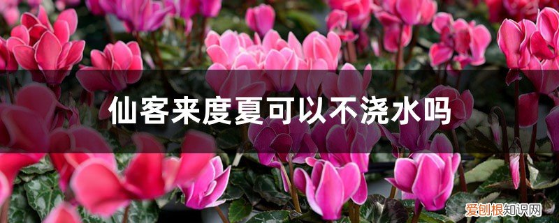 仙客来夏天几天浇一次水 仙客来度夏可以不浇水吗,怎么安全度夏