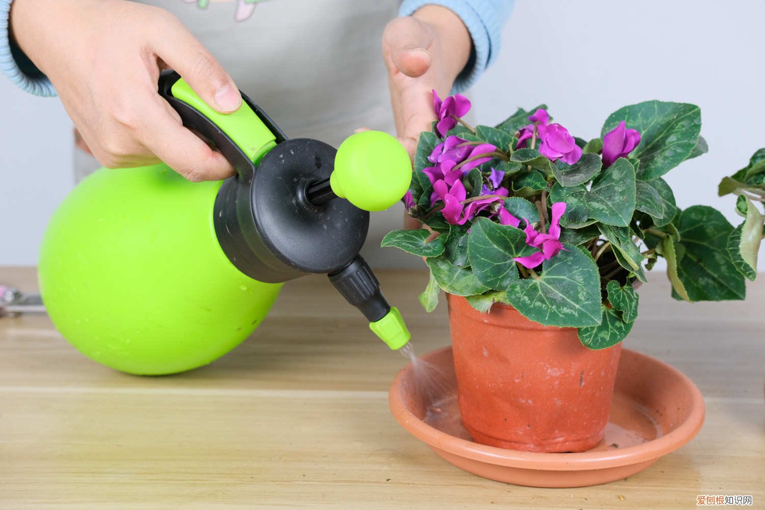 仙客来夏天几天浇一次水 仙客来度夏可以不浇水吗,怎么安全度夏