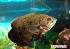 地图鱼怎么养 哪些鱼可以与地图鱼一起混养