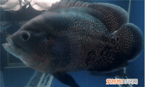 地图鱼怎么养 哪些鱼可以与地图鱼一起混养