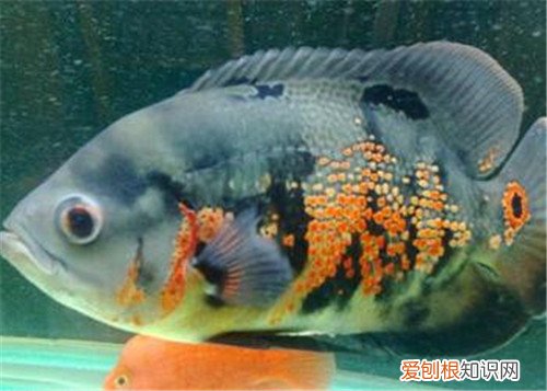 地图鱼怎么养 哪些鱼可以与地图鱼一起混养