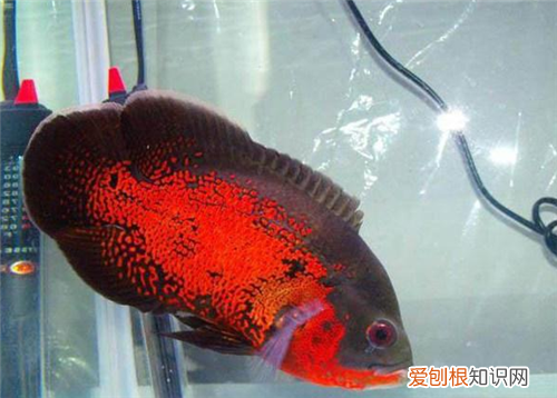 地图鱼怎么养 哪些鱼可以与地图鱼一起混养