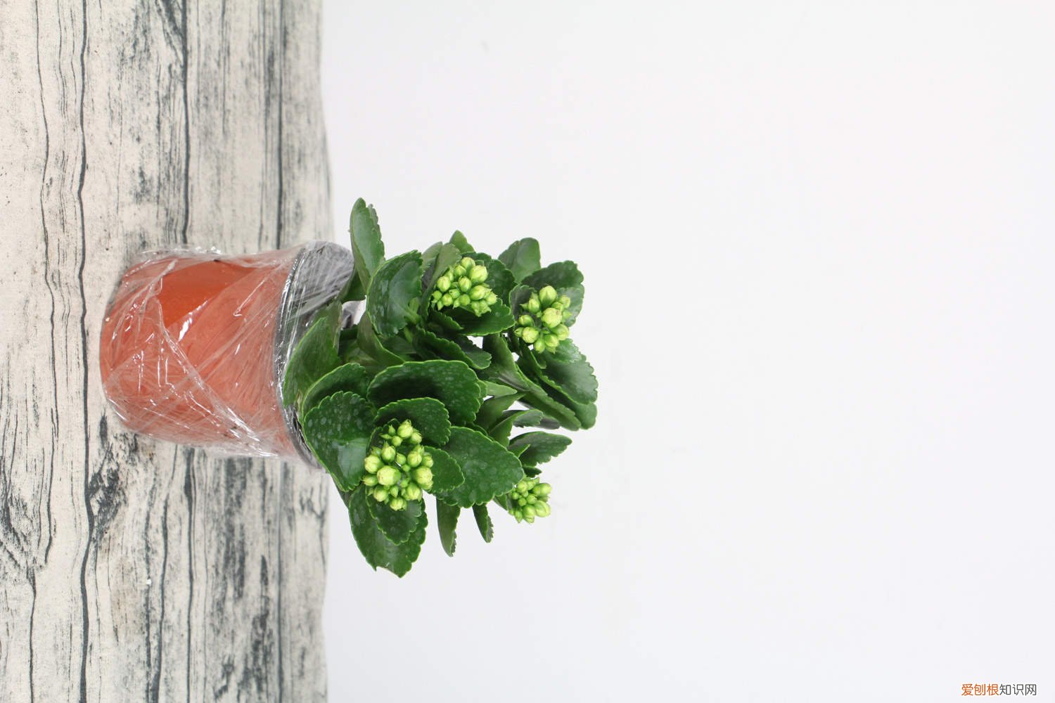 长寿花黄叶怎么回事 长寿花黄叶的原因和处理办法