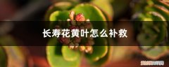 长寿花黄叶怎么回事 长寿花黄叶的原因和处理办法