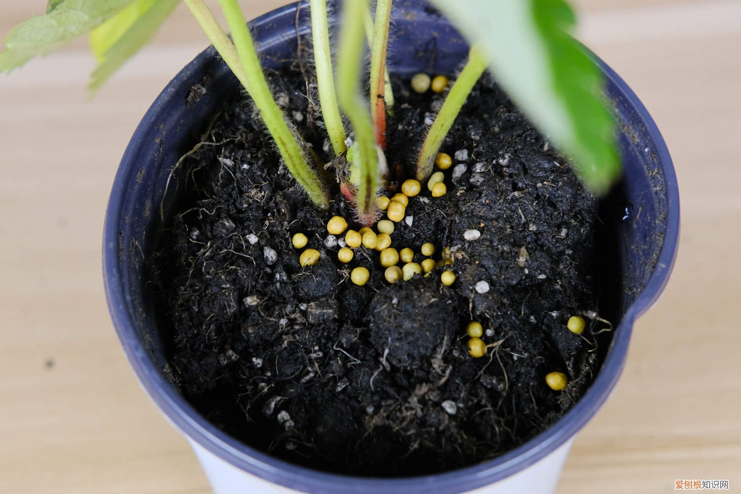 长寿花黄叶怎么回事 长寿花黄叶的原因和处理办法