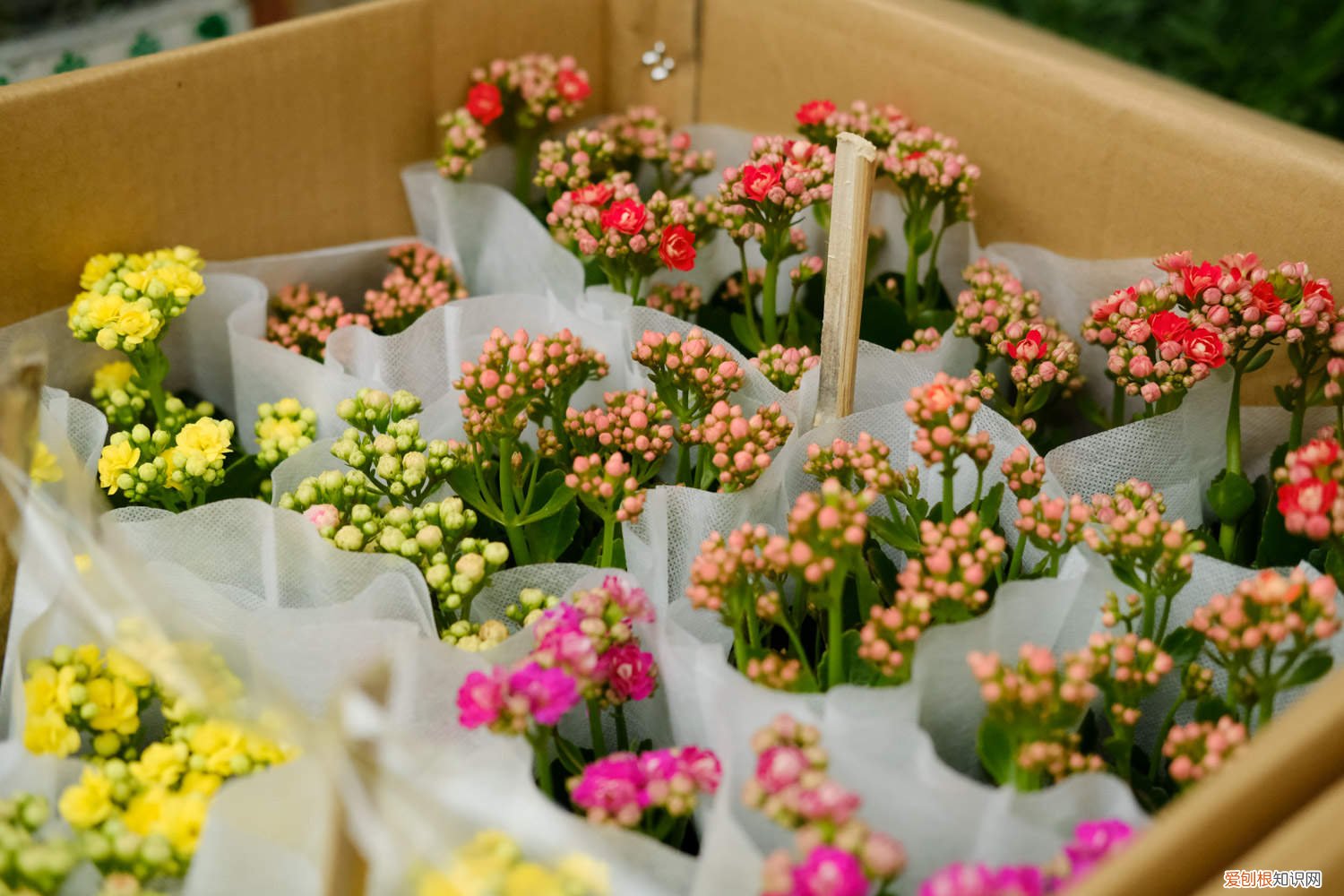 长寿花黄叶怎么回事 长寿花黄叶的原因和处理办法