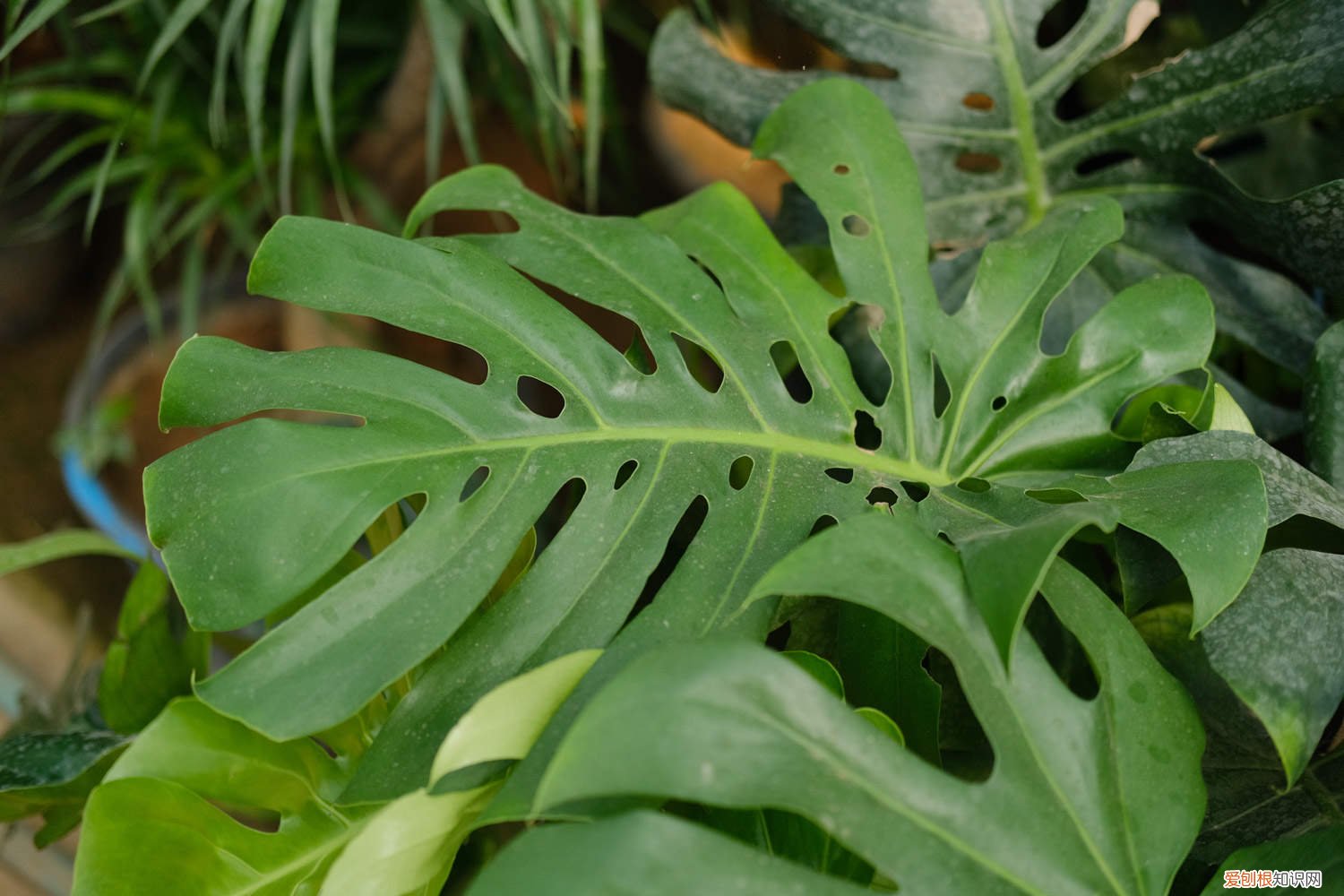 龟背竹叶黄怎么解决 龟背竹黄叶的原因和处理办法