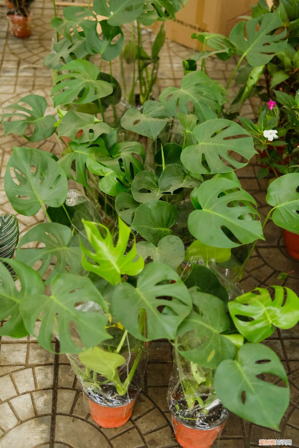 龟背竹叶黄怎么解决 龟背竹黄叶的原因和处理办法