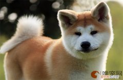 秋田犬怎么养 智商相当于几岁