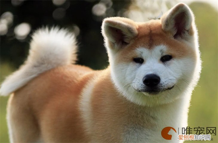 秋田犬怎么养 智商相当于几岁