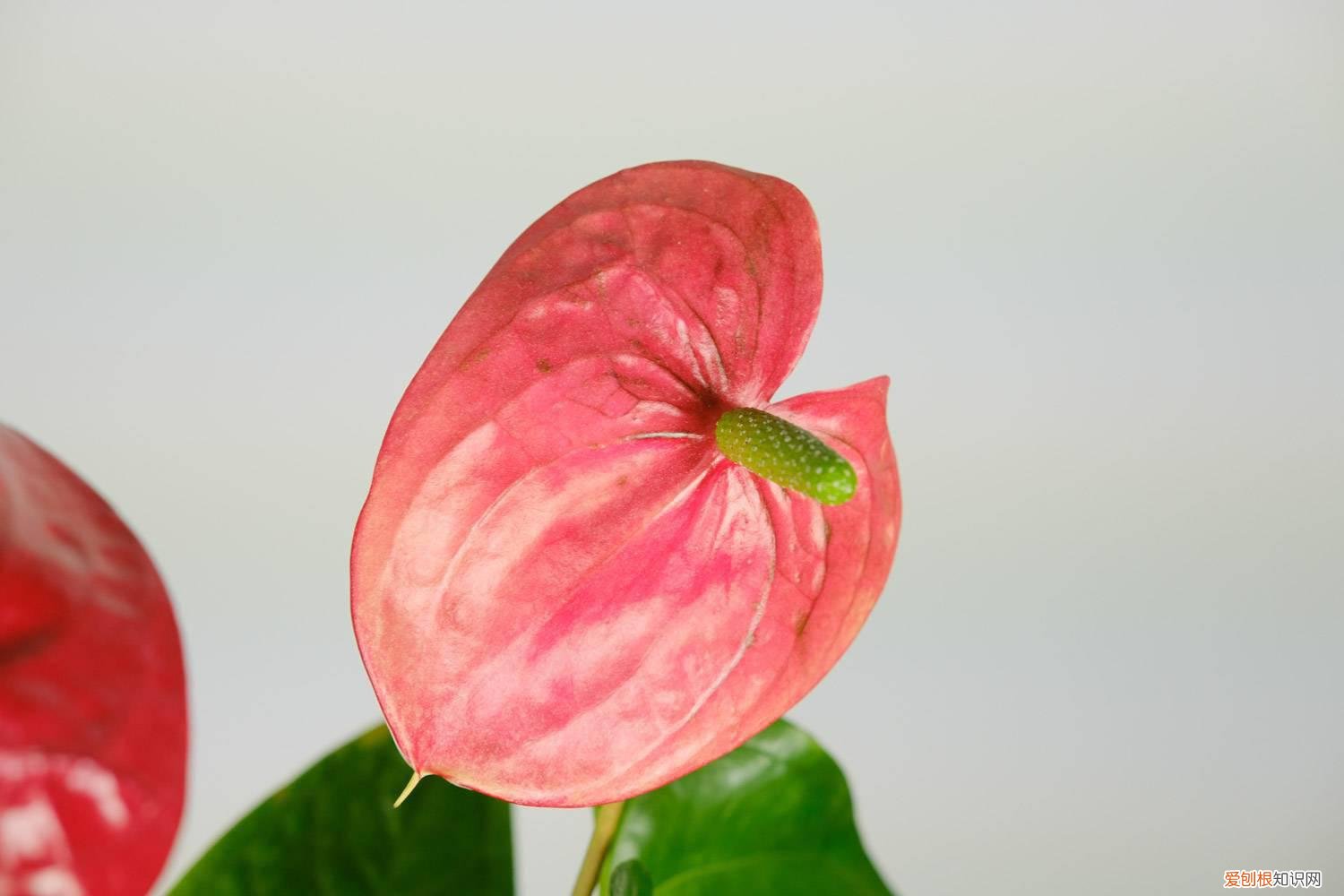 红掌叶黄怎么回事 红掌黄叶的原因和处理办法