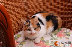 三花猫怎么养 寿命是多少