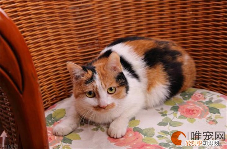 三花猫怎么养 寿命是多少