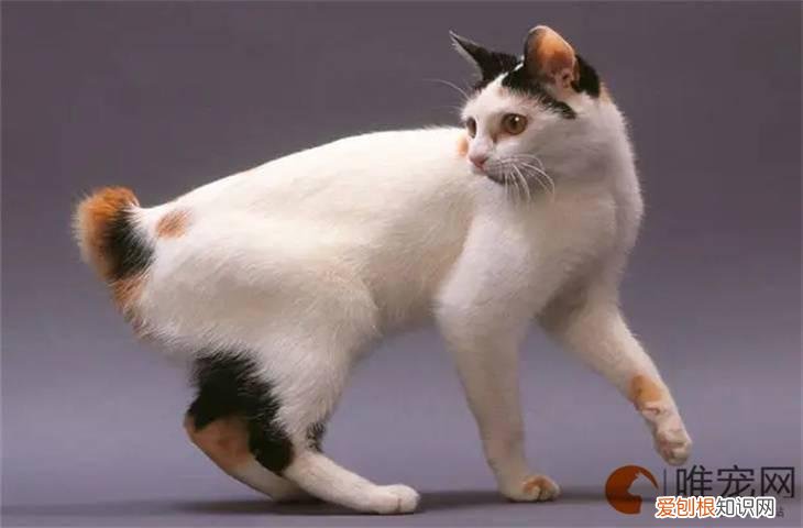 日本短尾猫怎么养 多少钱一只