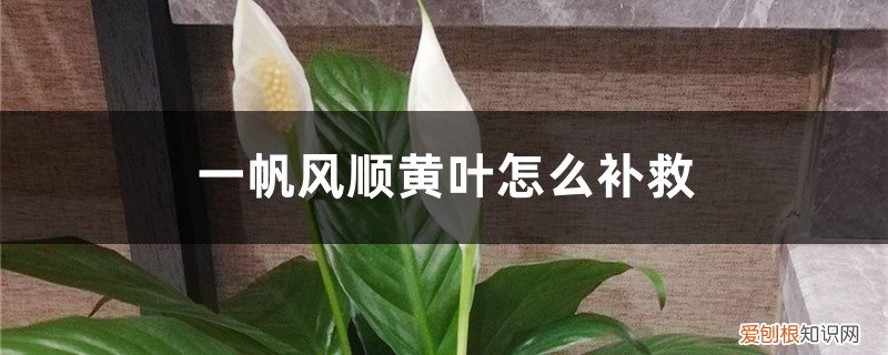 一帆风顺叶黄怎么办 一帆风顺黄叶的原因和处理办法