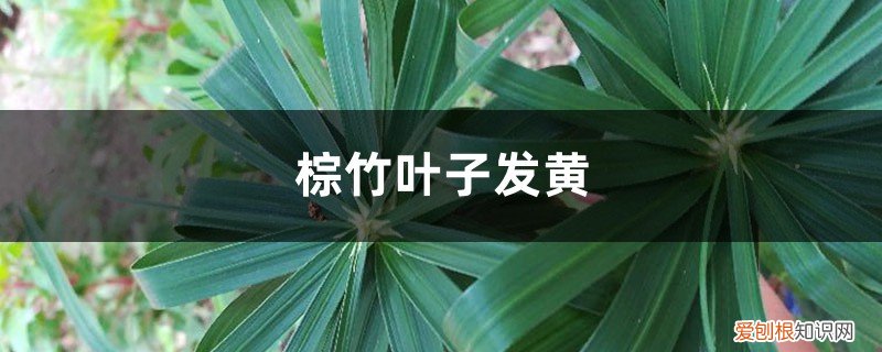 棕竹叶子在冬天发黄怎么回事 棕竹黄叶的原因和处理办法