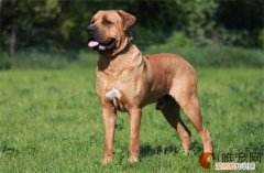 日本土佐犬怎么养 多少钱一只