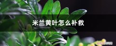 米兰花有黄叶怎么回事 米兰花黄叶的原因和处理办法