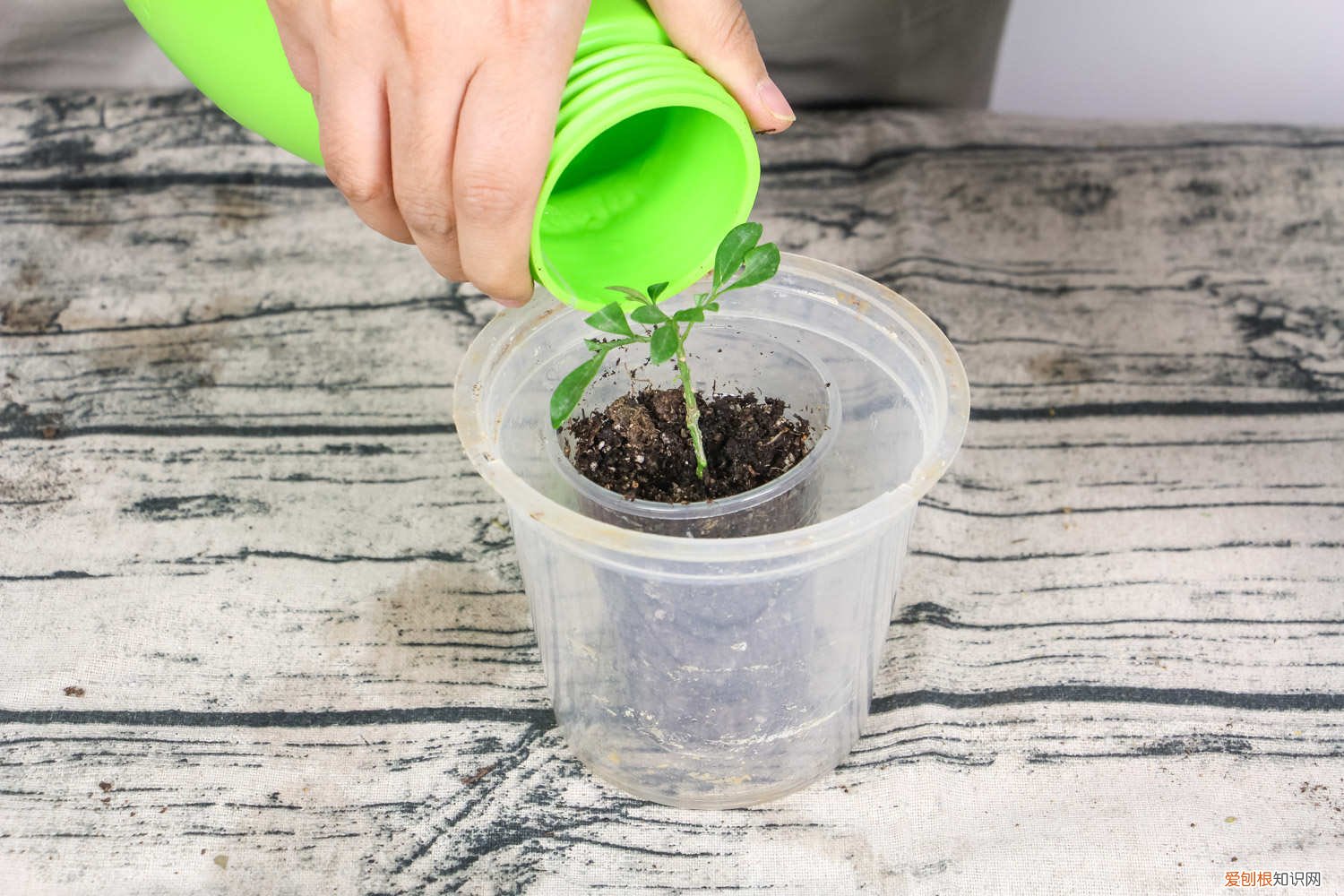 米兰花有黄叶怎么回事 米兰花黄叶的原因和处理办法