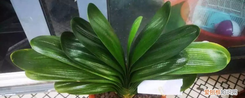 怎么让花叶子更绿 让花叶子更绿的偏方，植物变绿小妙招