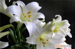 百合花的功效有什么 食用百合花的方法