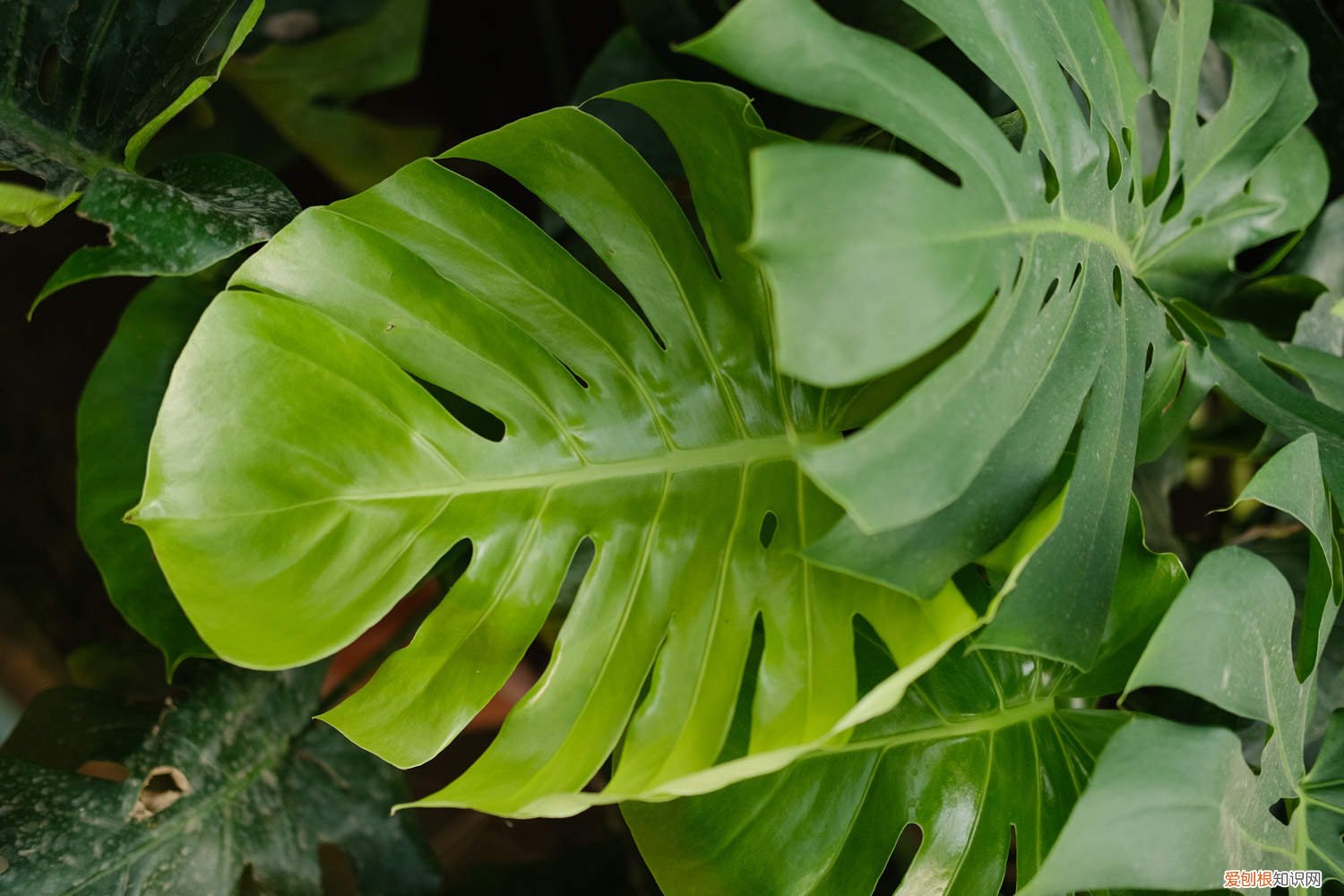 刚种的龟背竹叶子发黄 刚栽的龟背竹叶子黄了怎么回事