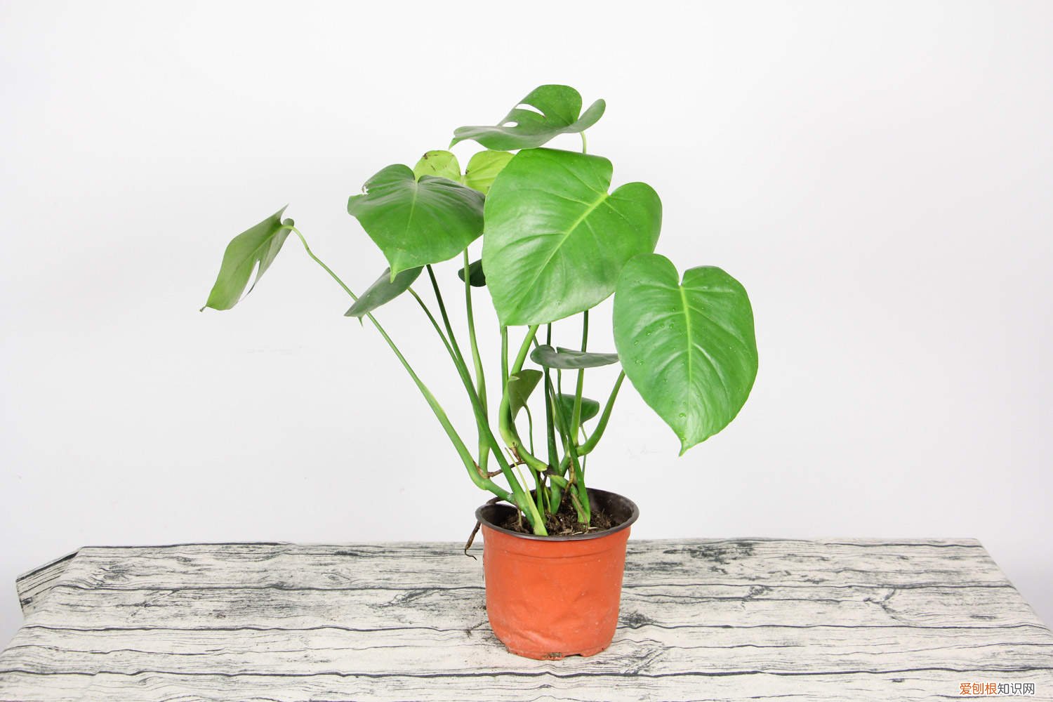 刚种的龟背竹叶子发黄 刚栽的龟背竹叶子黄了怎么回事