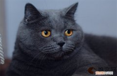 英短怎么养 寿命有多长