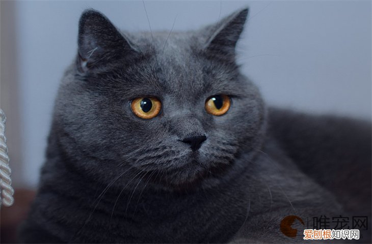 英短怎么养 寿命有多长