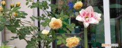 南阳台适合养花吗 南阳台适合养什么花，有什么注意事项