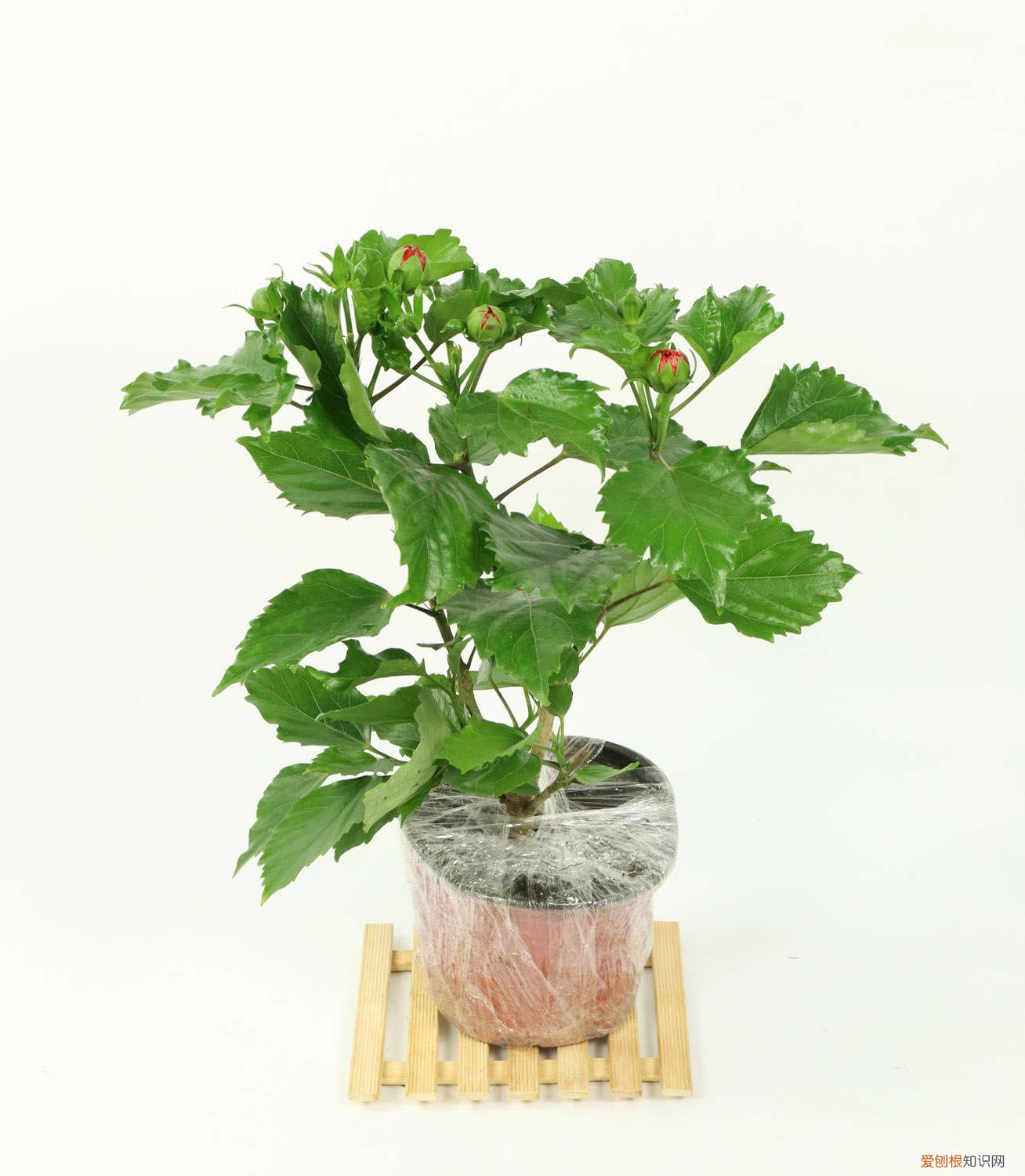 扶桑花的修剪时间方法和注意事项 扶桑花冬天的养殖方法,可以修剪吗