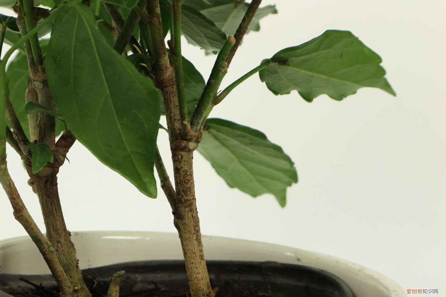 扶桑花的修剪时间方法和注意事项 扶桑花冬天的养殖方法,可以修剪吗