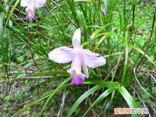 竹叶兰长什么样 竹叶兰的功效与作用