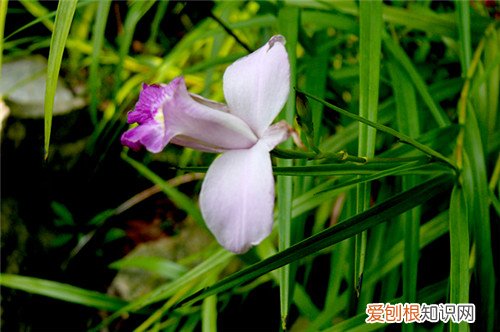 竹叶兰长什么样 竹叶兰的功效与作用