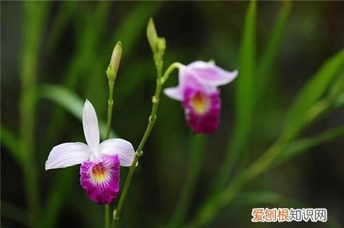 竹叶兰长什么样 竹叶兰的功效与作用