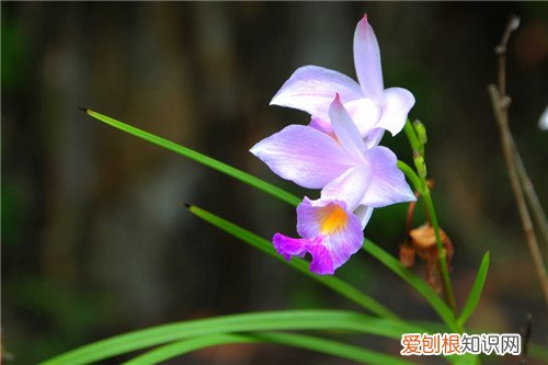 竹叶兰长什么样 竹叶兰的功效与作用