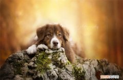 中华田园犬怎么养 好养吗