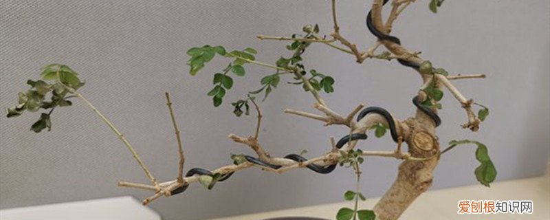 对节白蜡新叶尖发黑 对节白蜡叶子发黄怎么办